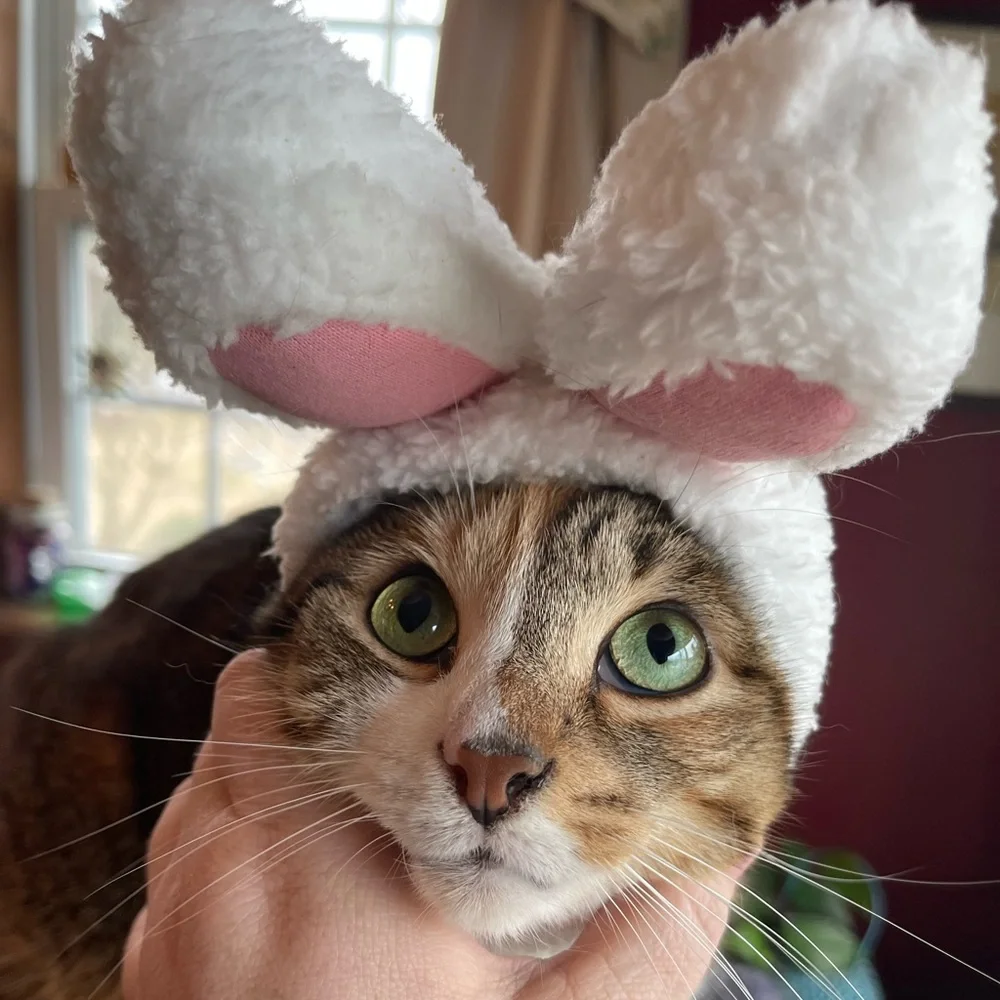NWOT Shein cat/small dog costume.